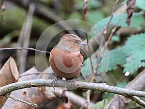 Common Chaffinch Fringilla coelebs