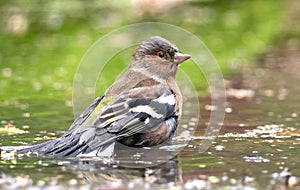 Common Chaffinch, Fringilla coelebs