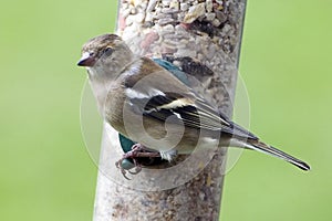 Common Chaffinch Fringilla coelebs