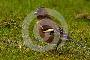 Common Chaffinch, Fringilla coelebs