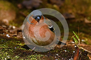 Common Chaffinch, Fringilla coelebs