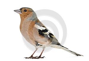 Common Chaffinch, Fringilla coelebs