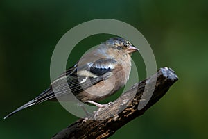 Common Chaffinch (Fringilla coelebs)