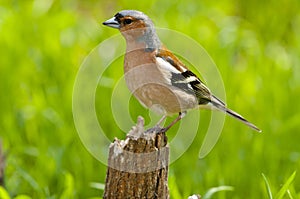 Common chaffinch (Fringilla coelebs)