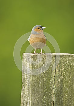 Common Chaffinch Fringilla coelebs