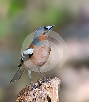 Common chaffinch, Fringilla coelebs. A bird sits on a stump and listens to a rival sing