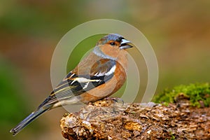 Common Chaffinch (Fringilla coelebs)