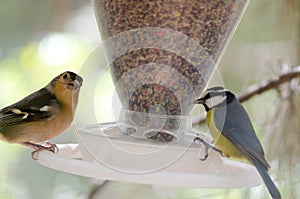 Common chaffinch Fringilla coelebs canariensis male and Canary Islands blue tit Cyanistes teneriffae in a bird feeder.