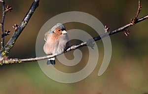 The common chaffinch Fringilla coelebs is a common and widespread small passerine bird in the finch family.