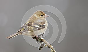 The common chaffinch - Fringilla coelebs - female bird