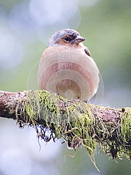 Common Chaffinch Fringilla coelebs - male