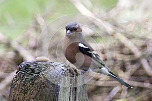 Common Chaffinch Fringilla coelebs - male