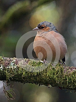 Common Chaffinch Fringilla coelebs - male