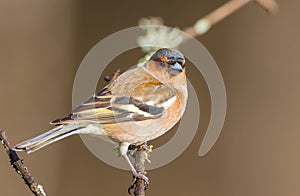 The common chaffinch - Fringilla coelebs - male bird