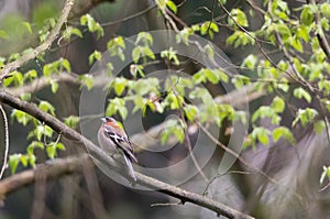 Common chaffinch Fringilla coelebs male in spring