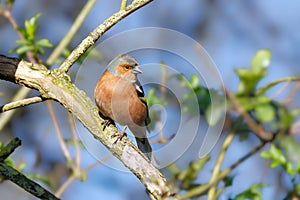 Common Chaffinch - Fringilla coelebs perched on a branch.
