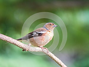 Common chaffinch, Fringilla coelebs, sits on a branch in spring on green background. Common chaffinch in wildlife