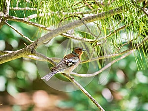 Common chaffinch, Fringilla coelebs, sits on a fir branch in spring on green background. Common chaffinch in wildlife