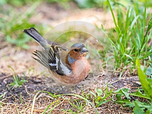 Common chaffinch, Fringilla coelebs, sits on the ground in spring. Common chaffinch in wildlife