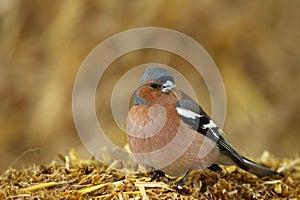 The Common Chaffinch