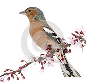 Common Chaffinch perched on branch, isolated on white