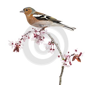 Common Chaffinch perched on branch, isolated on white