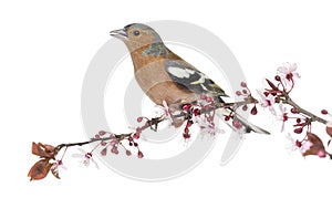 Common Chaffinch perched on branch, singing, isolated on white