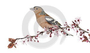 Common Chaffinch perched on branch, singing, isolated on white photo