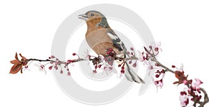 Common Chaffinch perched on branch, singing