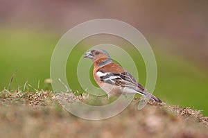 Common chaffinch perched on the ground