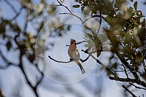 Common chaffinch perched on a tree branch and singing to court a female