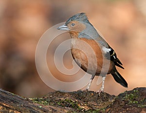 The common chaffinch or simply the chaffinch is a common and widespread small passerine bird in the finch family.