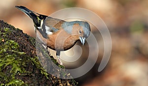 The common chaffinch or simply the chaffinch is a common and widespread small passerine bird in the finch family.