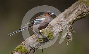 Common Chaffinch sits on old looking dry stick