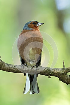 Common chaffinch sitting on a branch with a green background