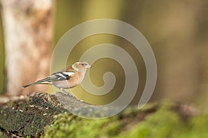 Common chaffinch sitting on wood trunk in forest with bokeh background and saturated colors, Hungary, songbird in nature