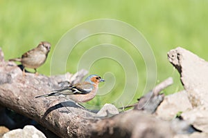 Common Chaffinch and sparrow