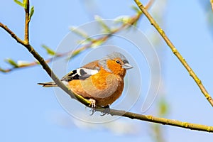 A Common Chaffinch, a species of Finches, sits perched on a branch