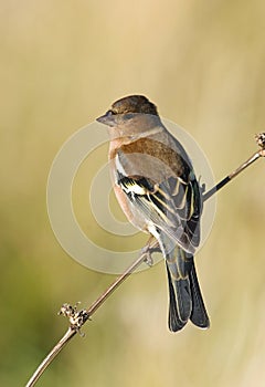 Common Chaffinch, Vink, Fringilla coelebs