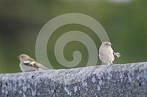 Common chaffinches Fringilla coelebs gengleri.