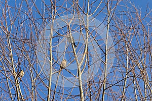 Common chaffinches sitti!ng in the branches of a bare tree