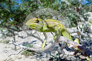 Common Chameleon Chamaeleo chamaeleon, The common chameleon Madagascar