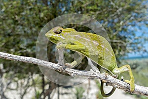 Common Chameleon Chamaeleo chamaeleon, Madagascar