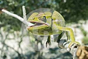 Common Chameleon Chamaeleo chamaeleon, Madagascar