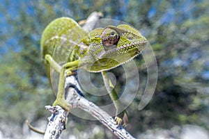 Common Chameleon Chamaeleo chamaeleon, Madagascar