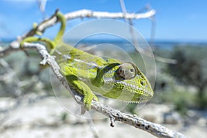 Common Chameleon Chamaeleo chamaeleon, Madagascar
