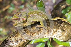 Common Chameleon Chamaeleo chamaeleon, Madagascar