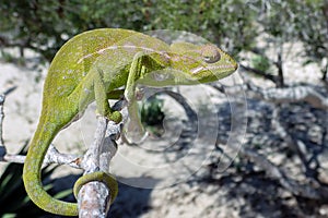 Common Chameleon Chamaeleo chamaeleon, The common chameleon Madagascar photo