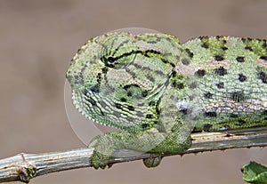 Common chameleon or Mediterranean chameleon (Chamaeleo chamaeleon) portrait.