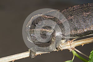 Common chameleon or Mediterranean chameleon (Chamaeleo chamaeleon) portrait. photo